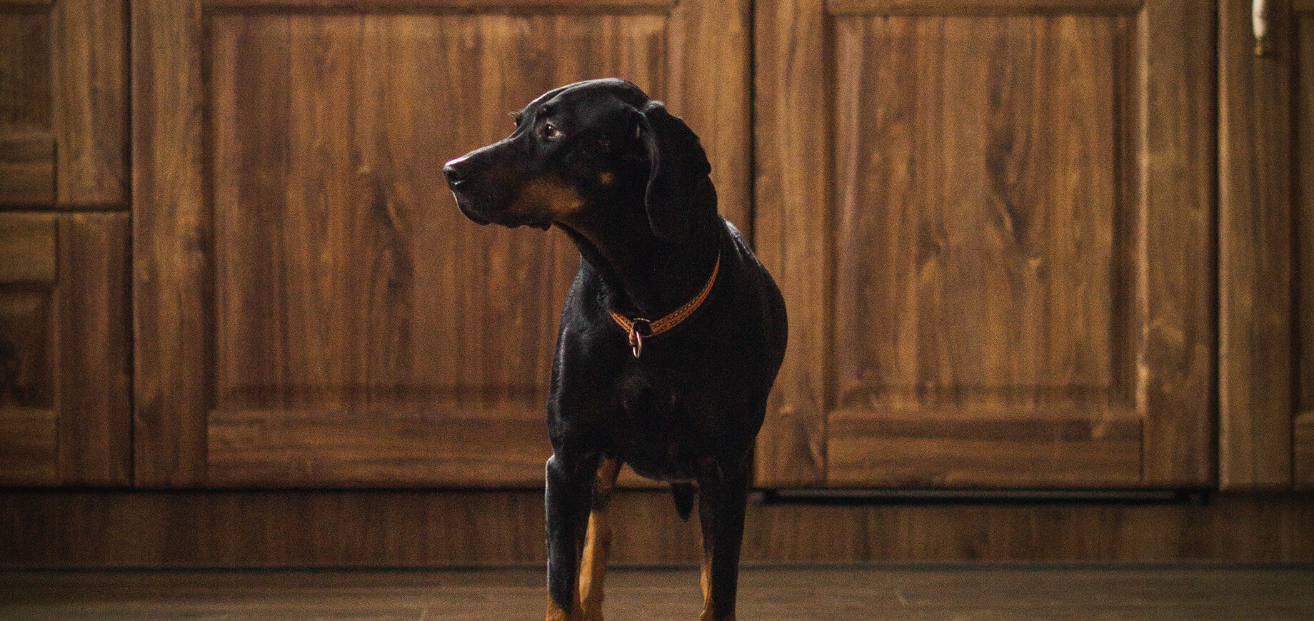 chien dans la cuisine