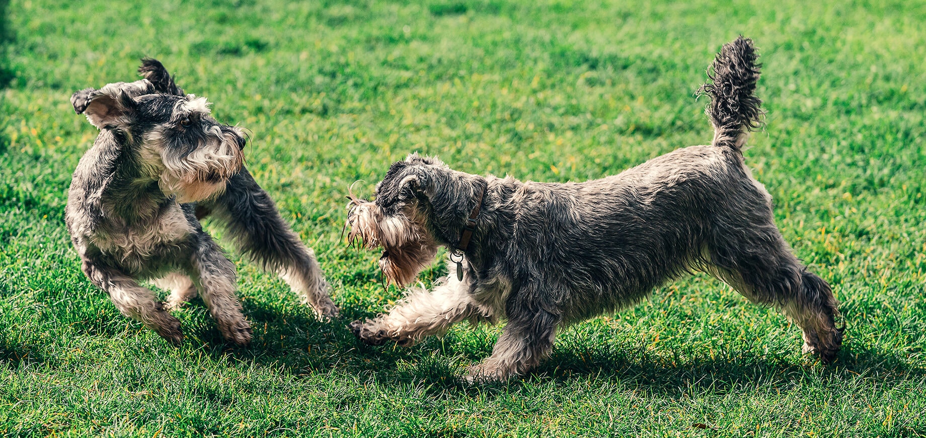 deux petits chiens se saluant