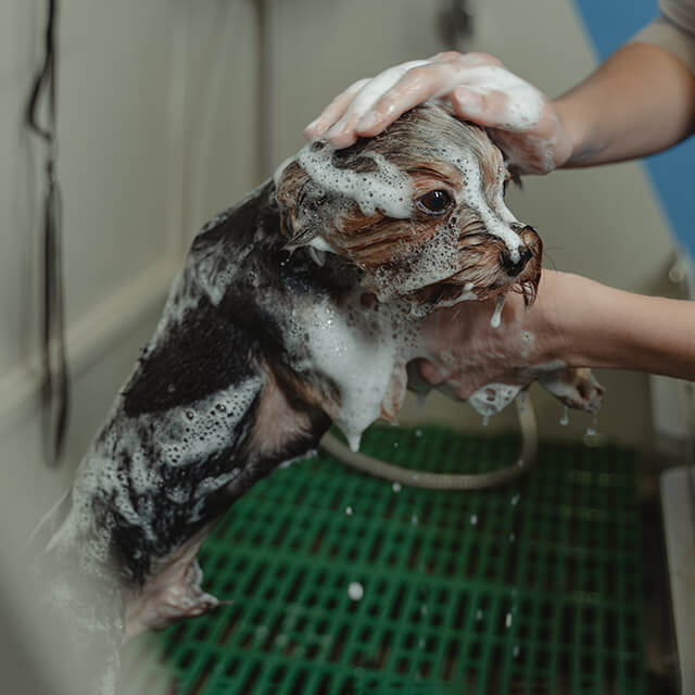 petit chien en train d'être lavé