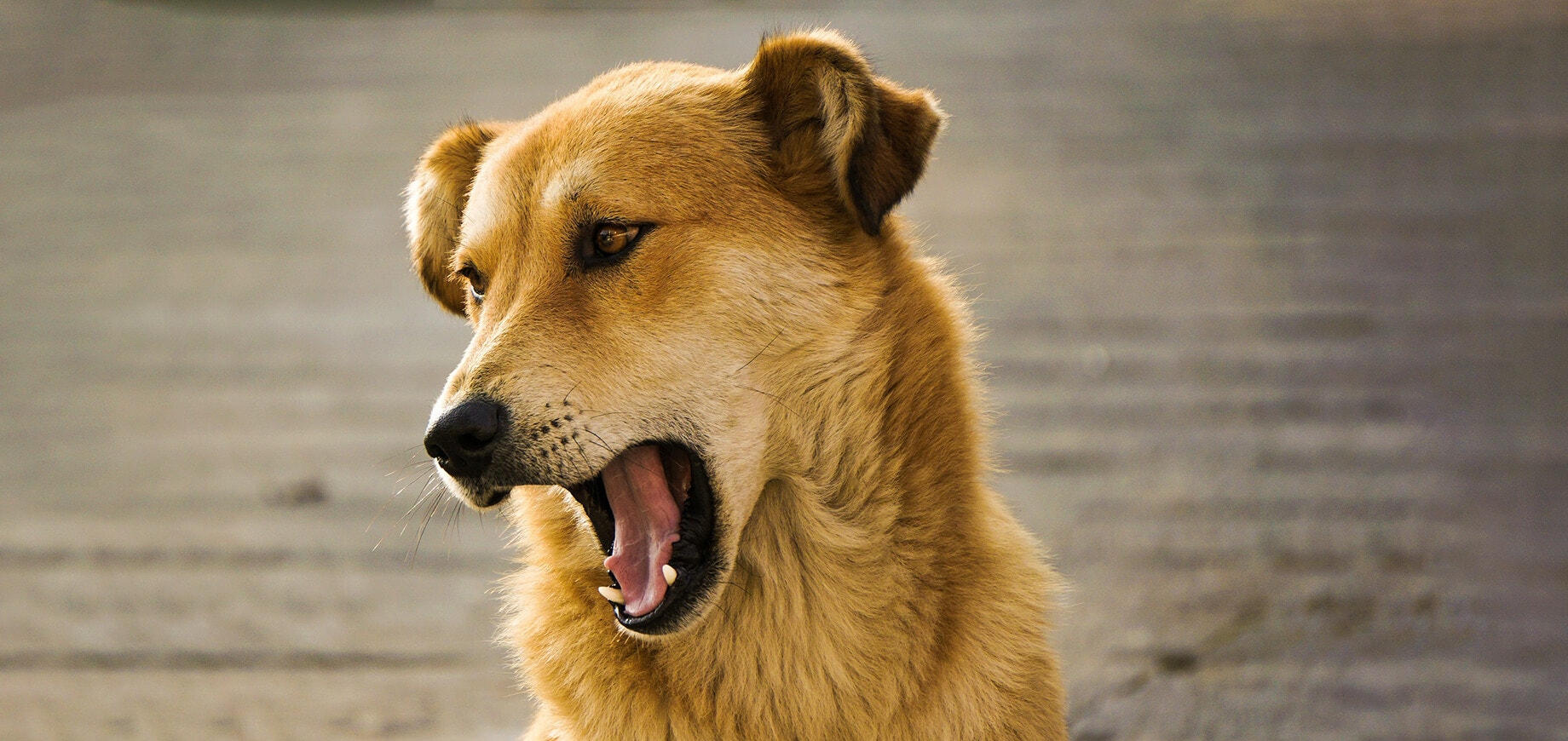 Chien beige la gueule ouverte
