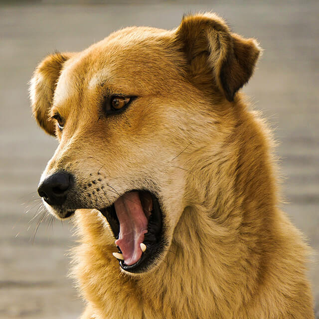 Chien beige la gueule ouverte