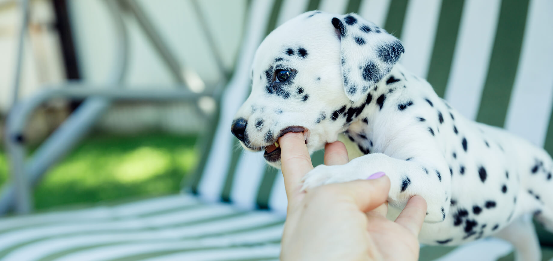 Chiot Dalmatien sur un fauteuil de jardin machouille la main de son maître