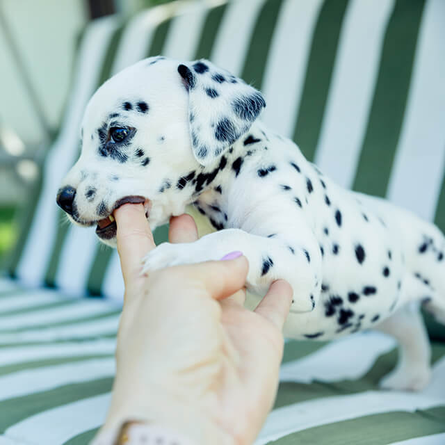 Chiot Dalmatien sur un fauteuil de jardin machouille la main de son maître