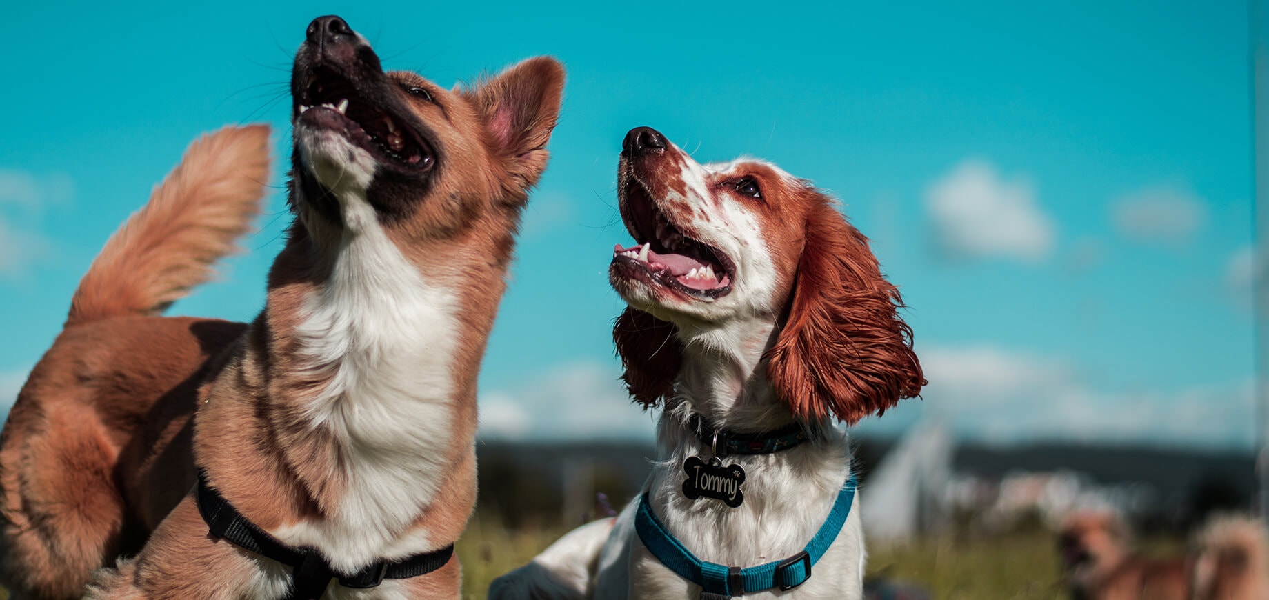 10 races de chiens moyens que vous allez adorer