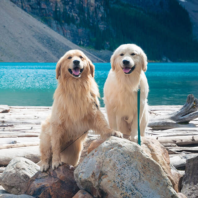 Races de grands chiens: le guide complet