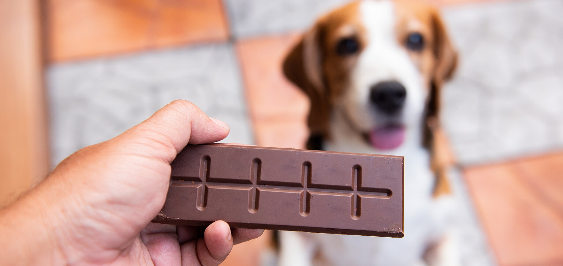 Un homme tient un morceau de chocolat au dessus d'un chient assis.