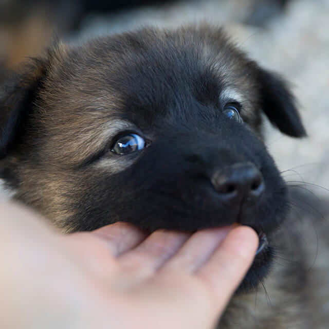 Un chiot berger allemand mordille la main de son maître