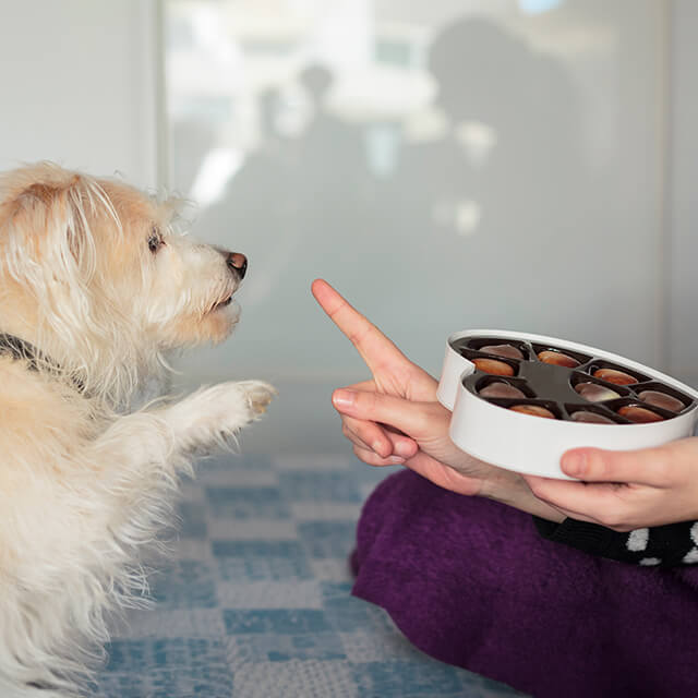 Un chien blanc à poil long donne la pate pour avoir du chocolat.