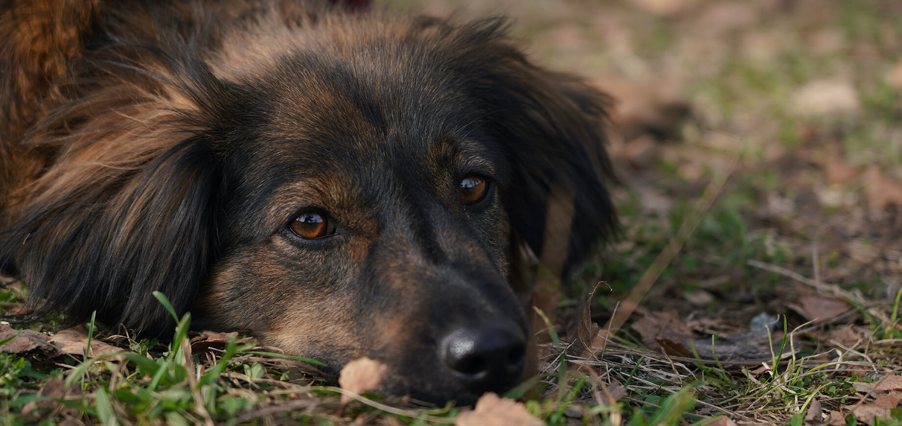 Chien noir et marron triste couché sur la pelouse