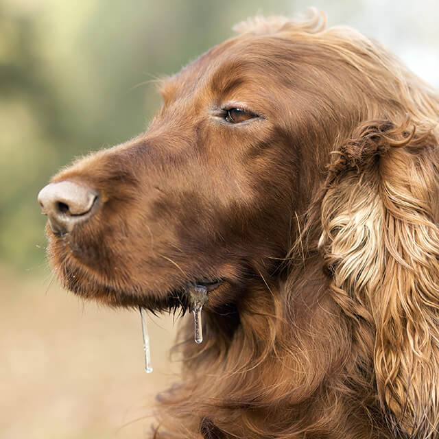 Un Setter irlandais au poil marron bave
