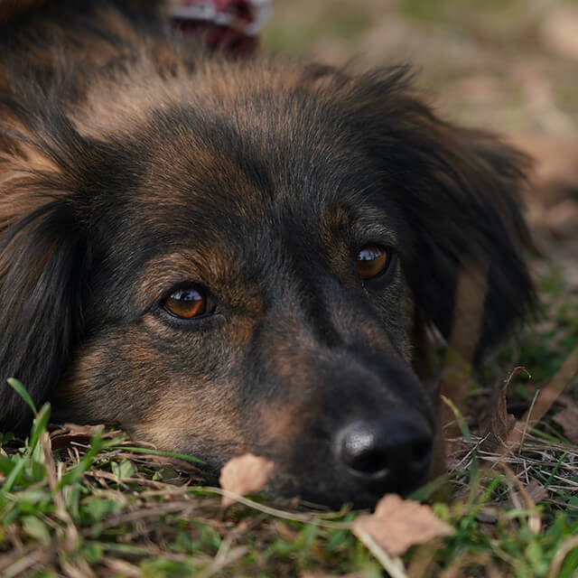 Chien noir et marron triste couché sur la pelouse