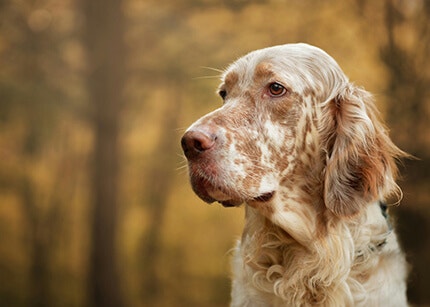 Setter anglais race de chien