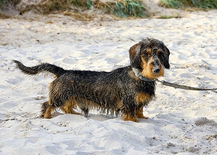 Teckel à poils durs race de chien