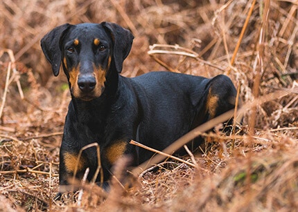 Doberman race de chien