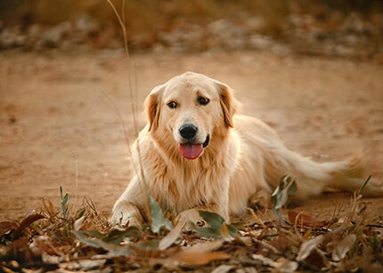 Golden Retriever race de chien