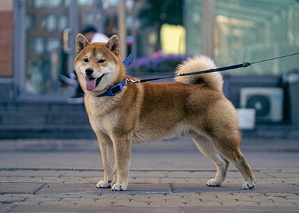 Akita Inu race de chien