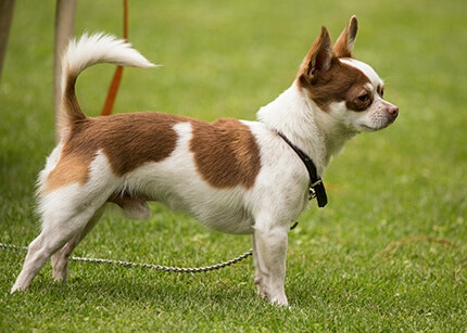 Chihuahua race de chien