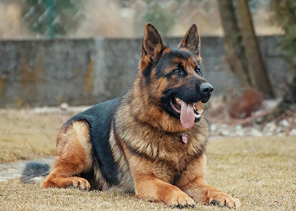 Berger allemand race de chien