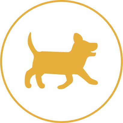 Pedigree Petit chien