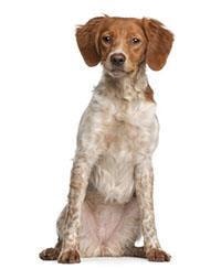 Race de chien épagneul breton