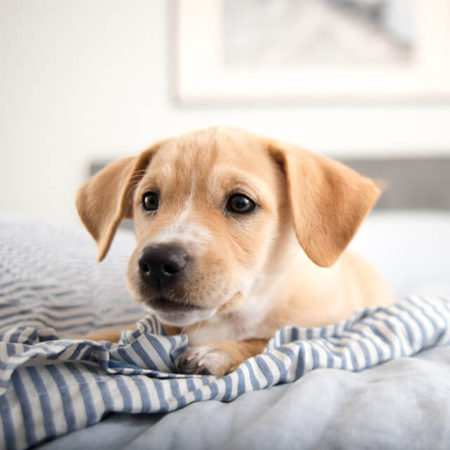 chiot couché sur une couverture à la maison
