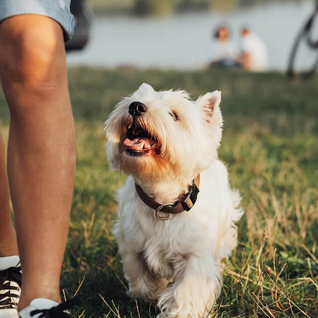 Terrier blanc du West Highland à l'extérieur près de son propriétaire