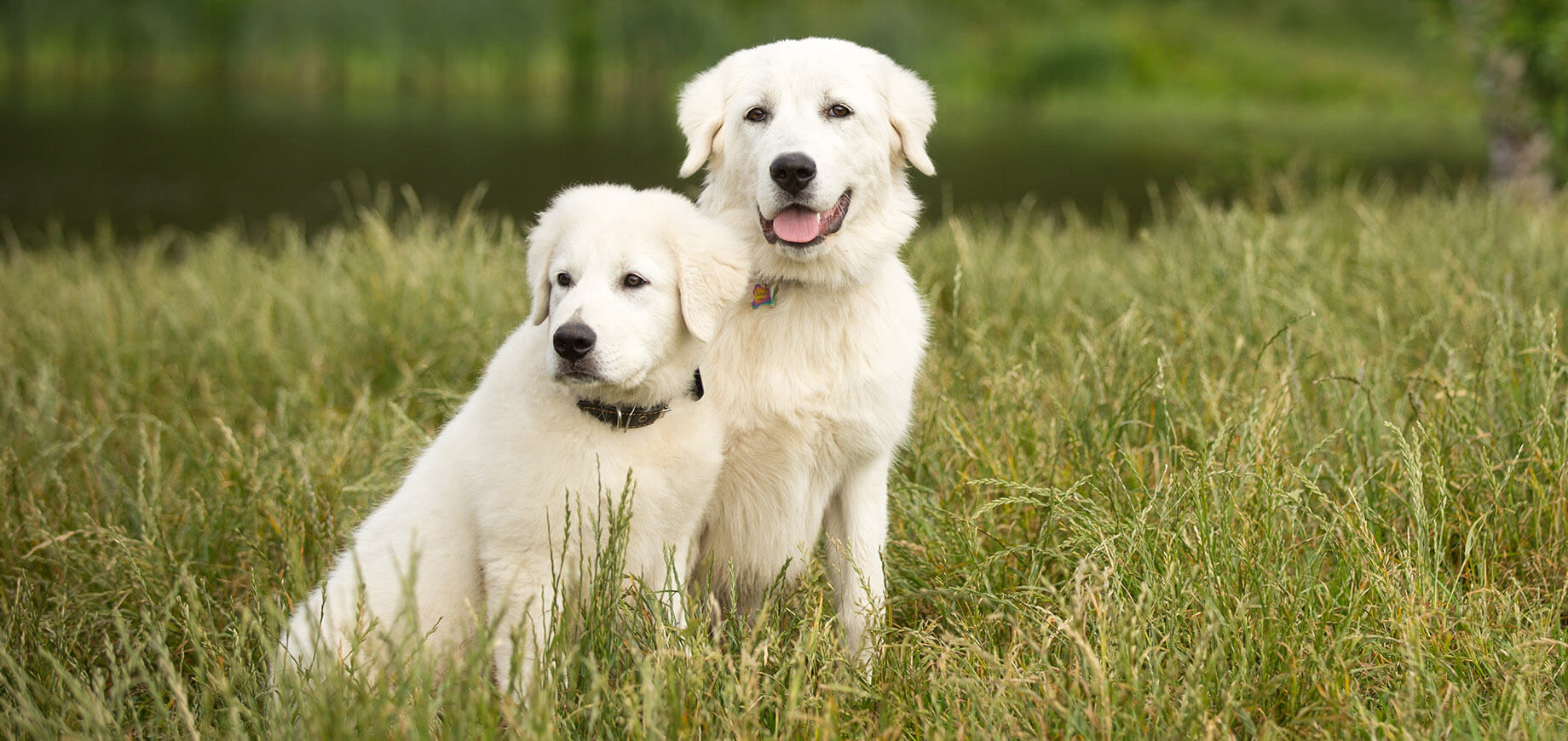 Chiot et chien adulte Maremma dans un champ