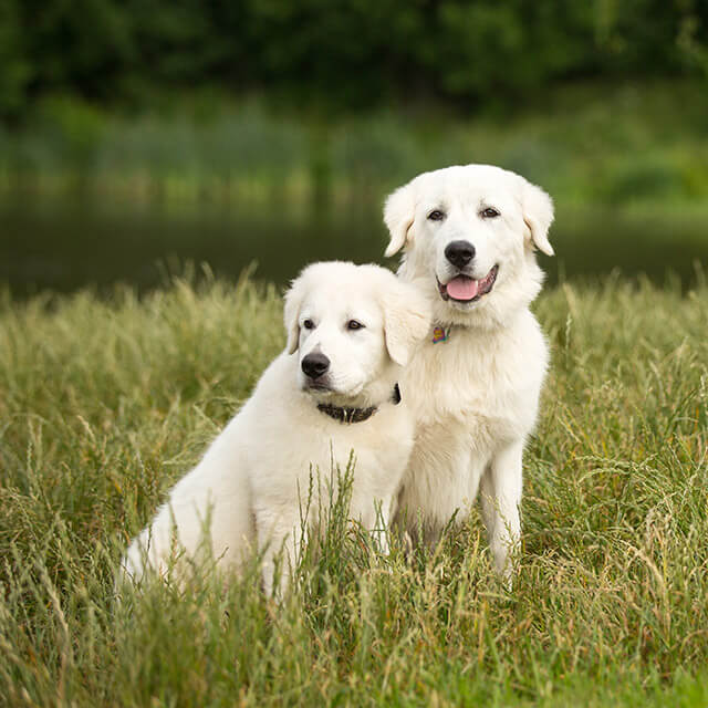 Chiot et chien adulte Maremma dans un champ