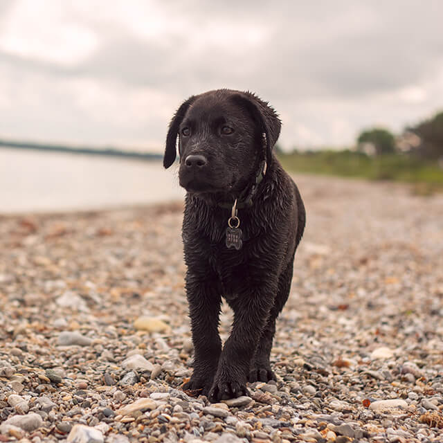 Un chiot labrador noir, mouillé, marche sur une plage de galets sous un ciel nuageux, avec un collier à médaille