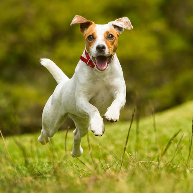Chien Jack Russell terrier joyeux sautant dans l'herbe, portant un collier rouge, en pleine course dans un environnement naturel
