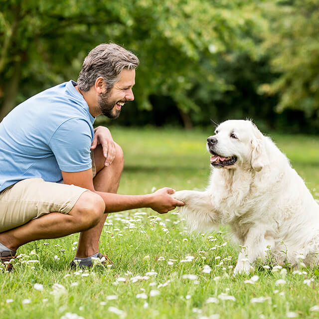Homme en train d'entraîner un Golden Retriever à donner la patte