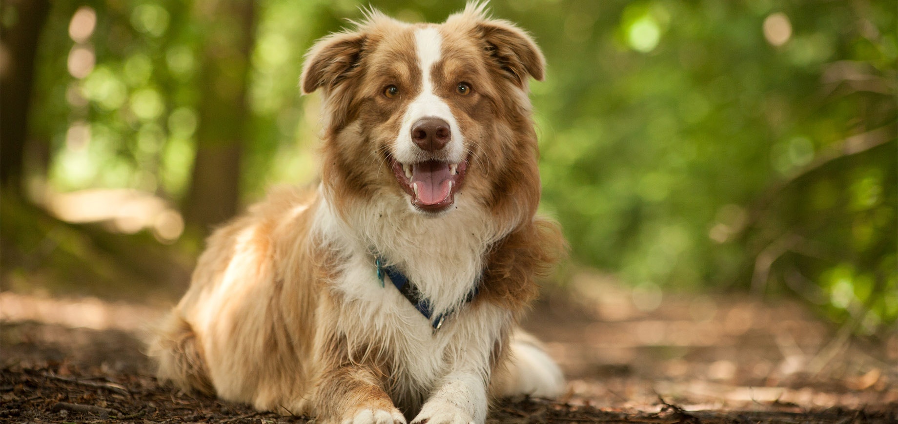 chien couché à l'extérieur dans un bois