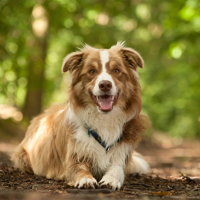 chien couché à l'extérieur dans un bois
