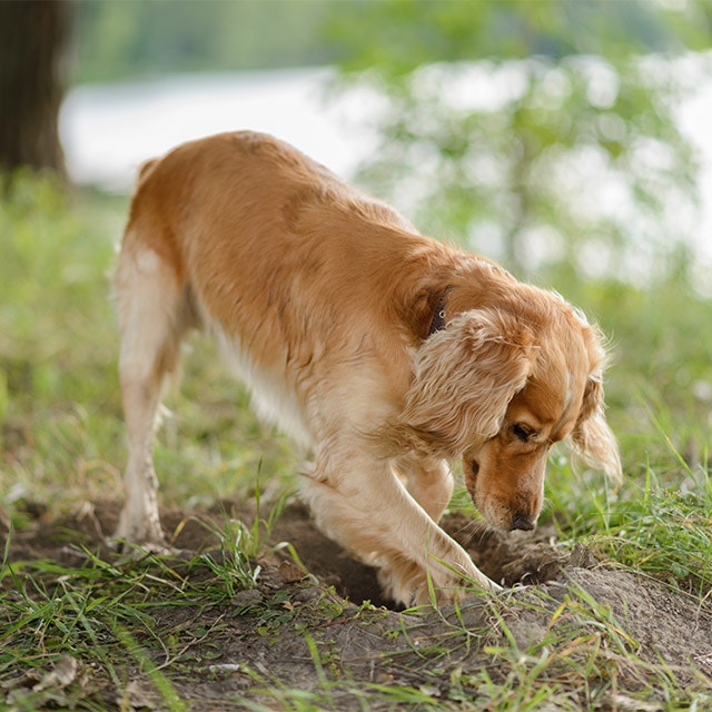 Jeune chien qui creuse un trou dans un jardin