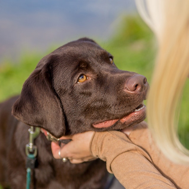 Chien labrador regardant son propriétaire.