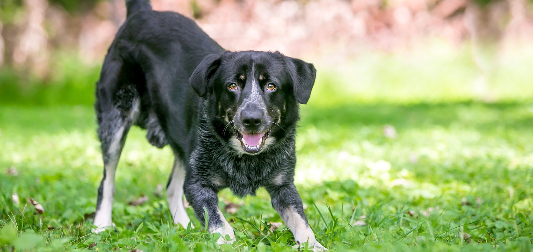 Un chien Border Collie enjoué à l'extérieur sur l'herbe dans une position de jeu en arc.