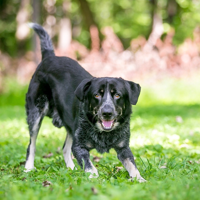 Un chien Border Collie enjoué à l'extérieur sur l'herbe dans une position de jeu en arc.