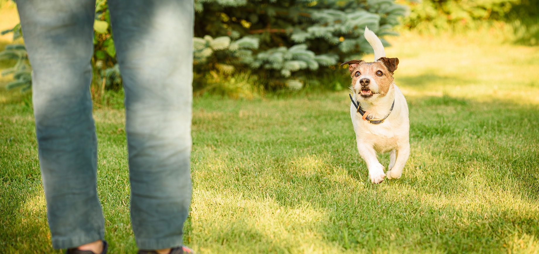 Un petit chien court joyeusement vers une personne dans un jardin.