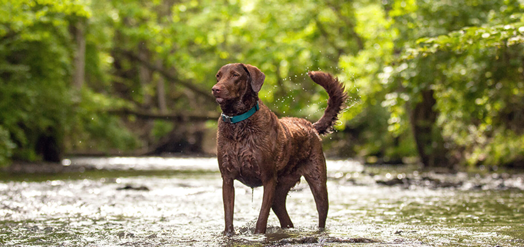 Groupes de chiens : faites le bon choix avant une adoption