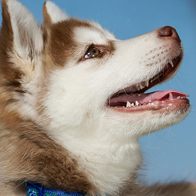 L'adoption pour tous