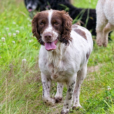 Pedigree Chiens de taille moyenne