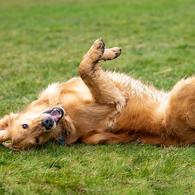 Pedigree Grands chiens​