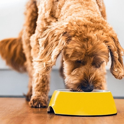 Pedigree Alimentation et nourriture