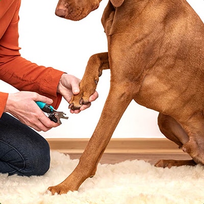 Pedigree Bien prendre soin de votre chien