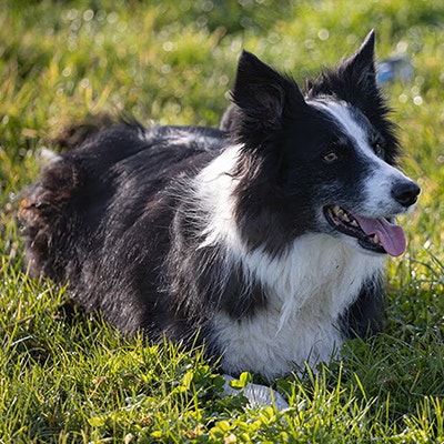 Pedigree Comportement canin