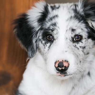 Pedigree Conseils pour l’adoption