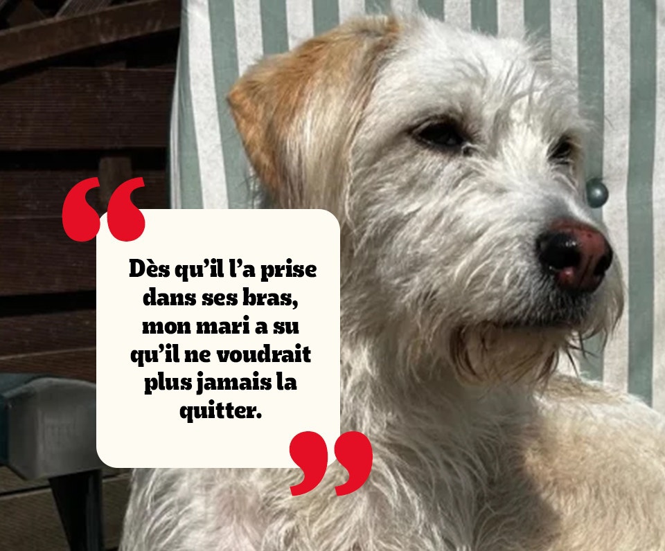 Un chien de sauvetage de race croisée blanche avec un pelage hirsute.