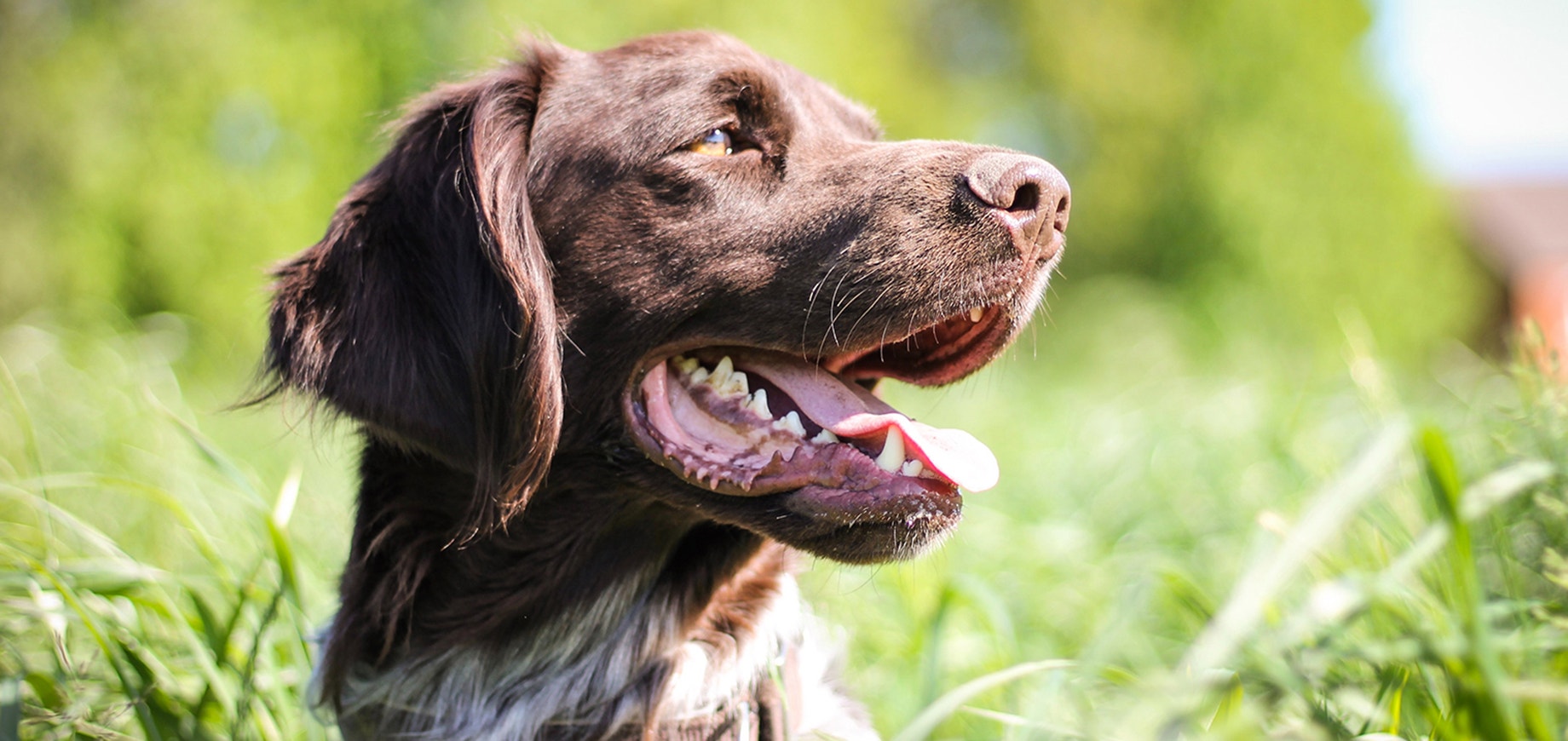 Adoption du chien adulte : les premiers jours