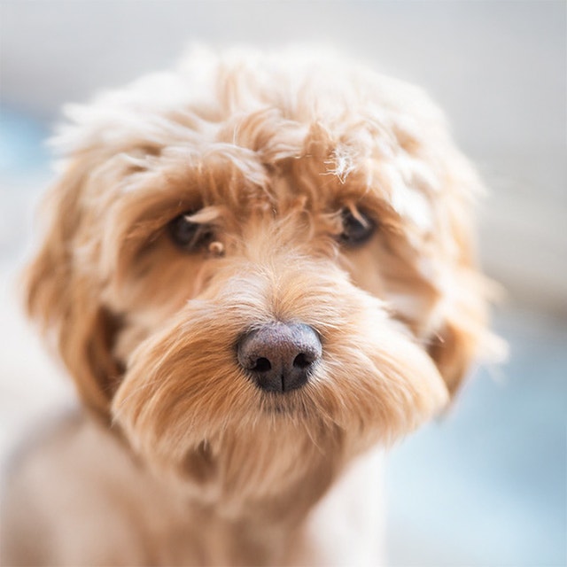 Adopter un chien : nos conseils pour préparer au mieux son arrivée