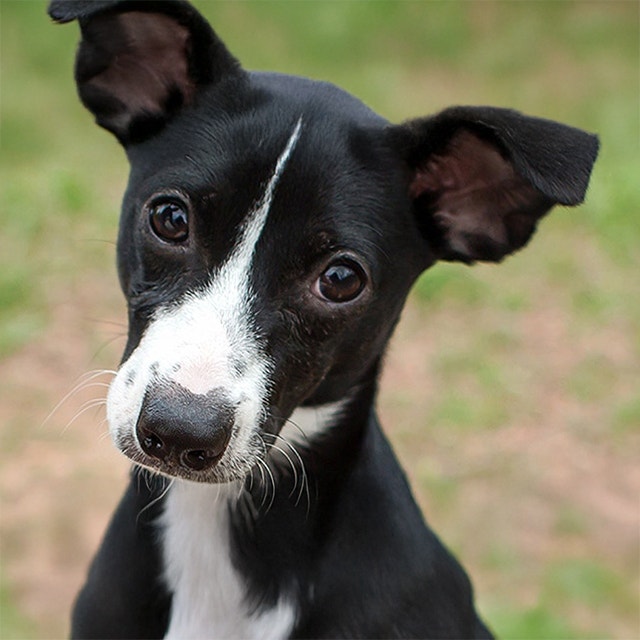 Chiens de refuge : Saurez-vous séparer les faits de la fiction ?